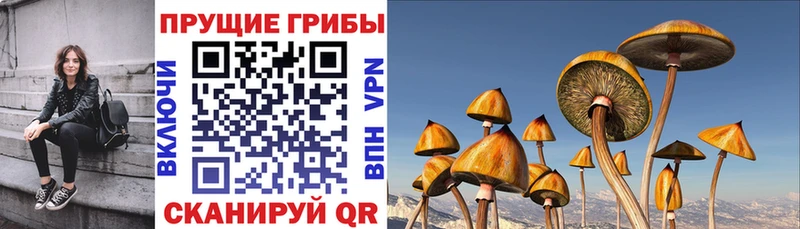 Псилоцибиновые грибы прущие грибы  кракен онион  Каргополь 